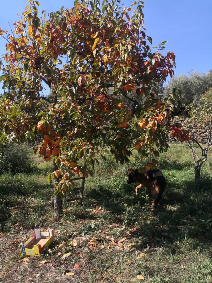 Alle Pendici Dell'Etna Ragalna Kültér fotó