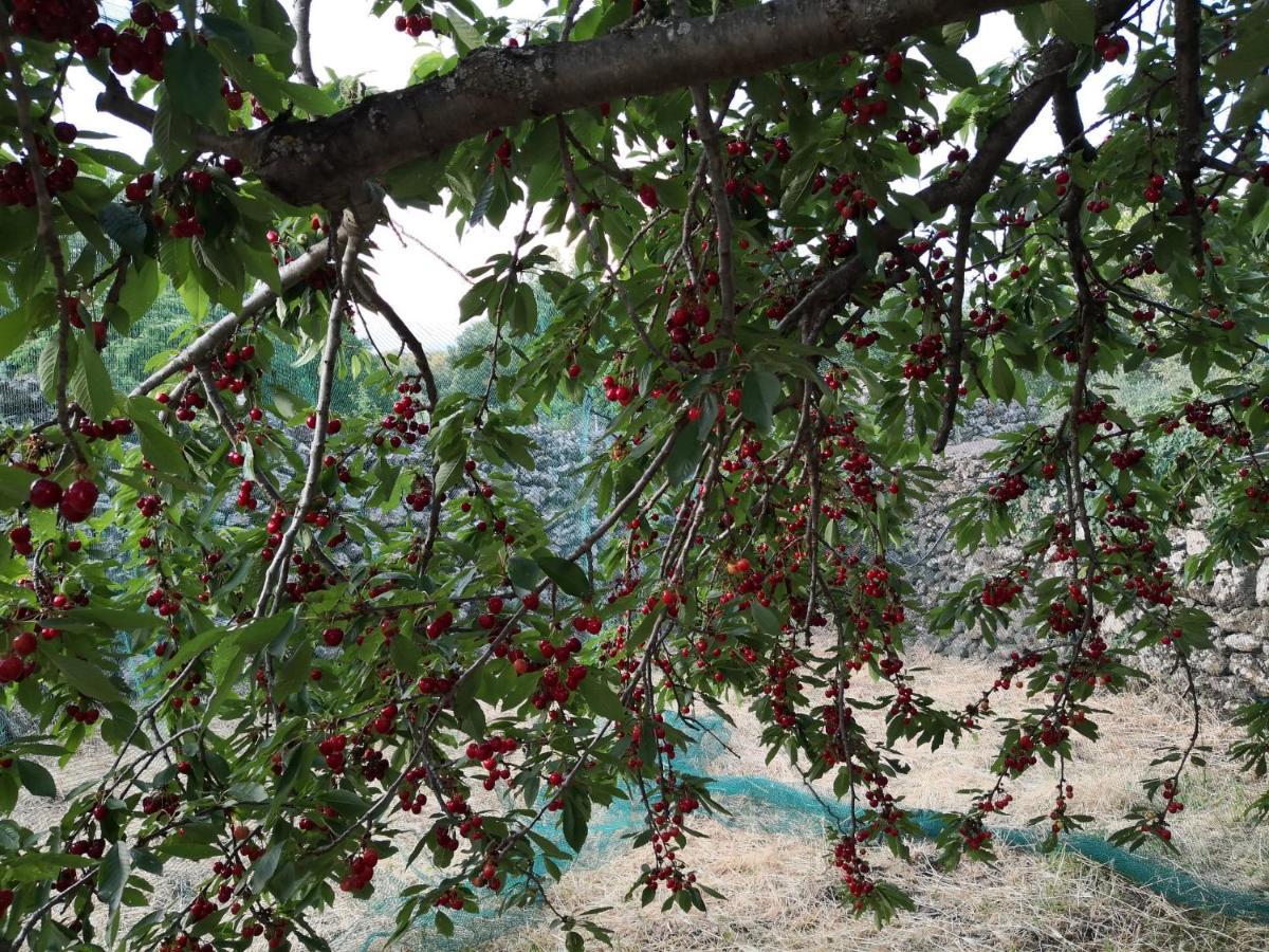 Alle Pendici Dell'Etna Ragalna Kültér fotó