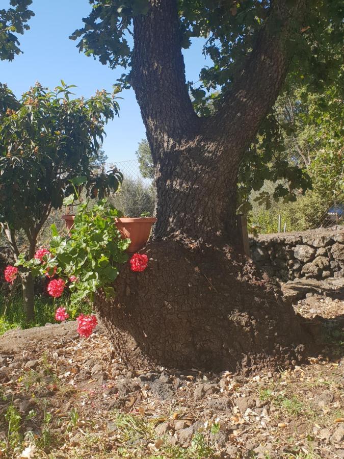 Alle Pendici Dell'Etna Ragalna Kültér fotó