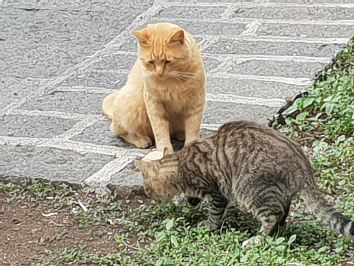 Alle Pendici Dell'Etna Ragalna Kültér fotó